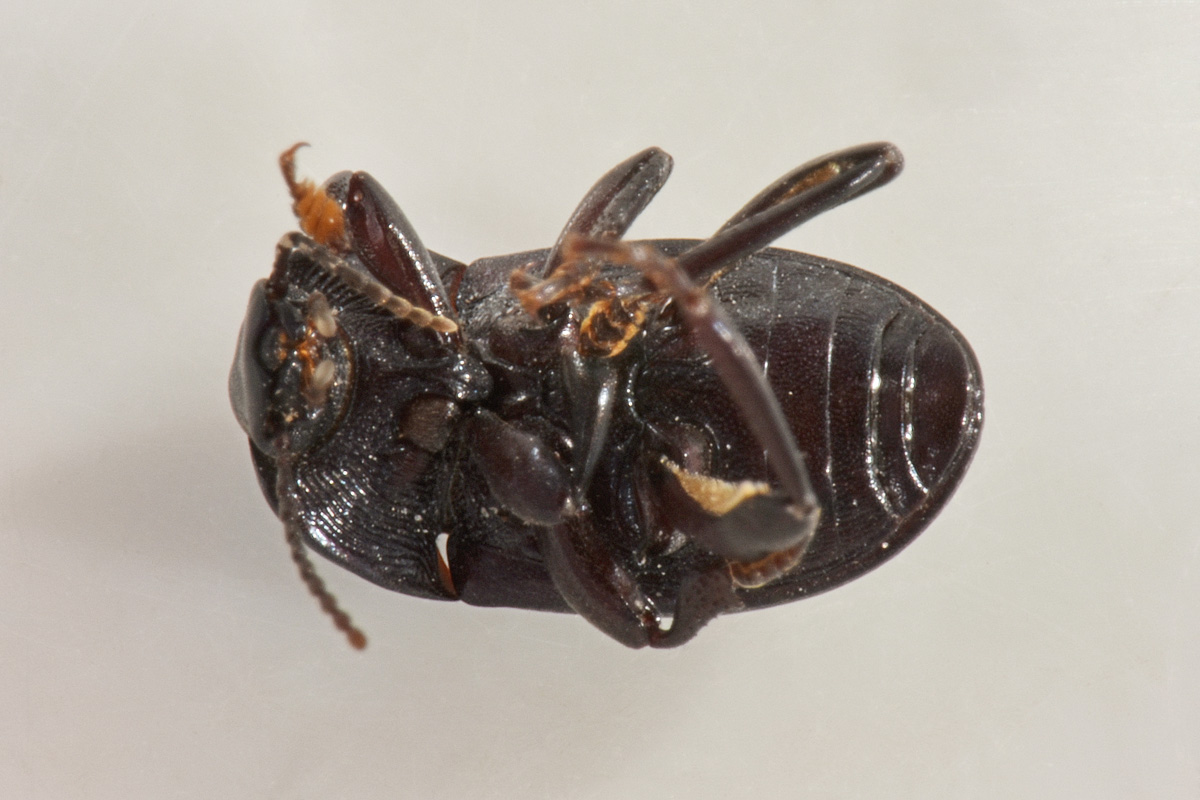 Tenebrionidae: Tutti Pedinus meridianus?  S, maschi e femmine